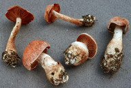 Cortinarius laniger