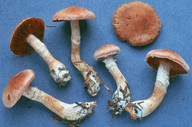 Cortinarius laniger