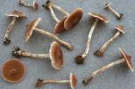 Cortinarius flexipes