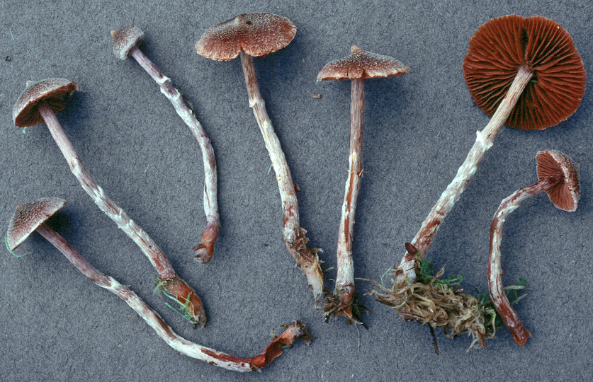 Cortinarius flexipes