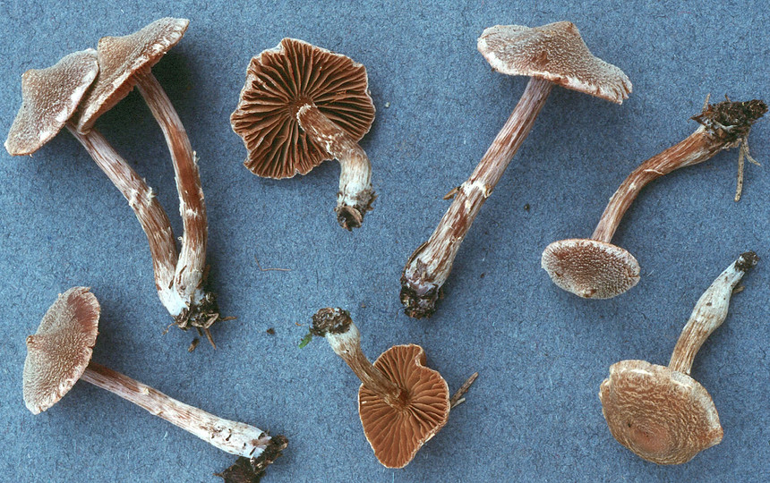 Cortinarius flexipes