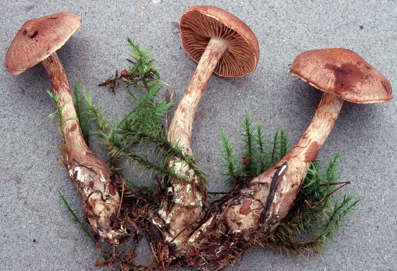 Cortinarius paragaudis