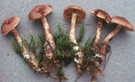 Cortinarius paragaudis