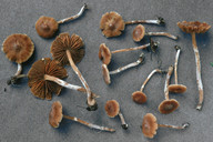 Cortinarius parvannulatus