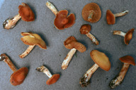 Cortinarius renidens