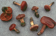 Cortinarius semivestitus