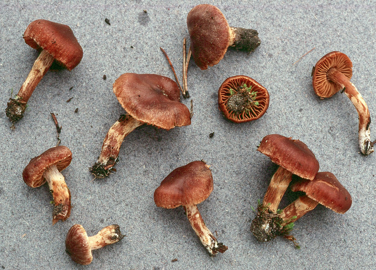 Cortinarius semivestitus