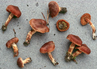 Cortinarius semivestitus