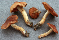 Cortinarius semivestitus