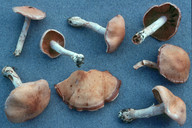 Cortinarius subbalaustinus