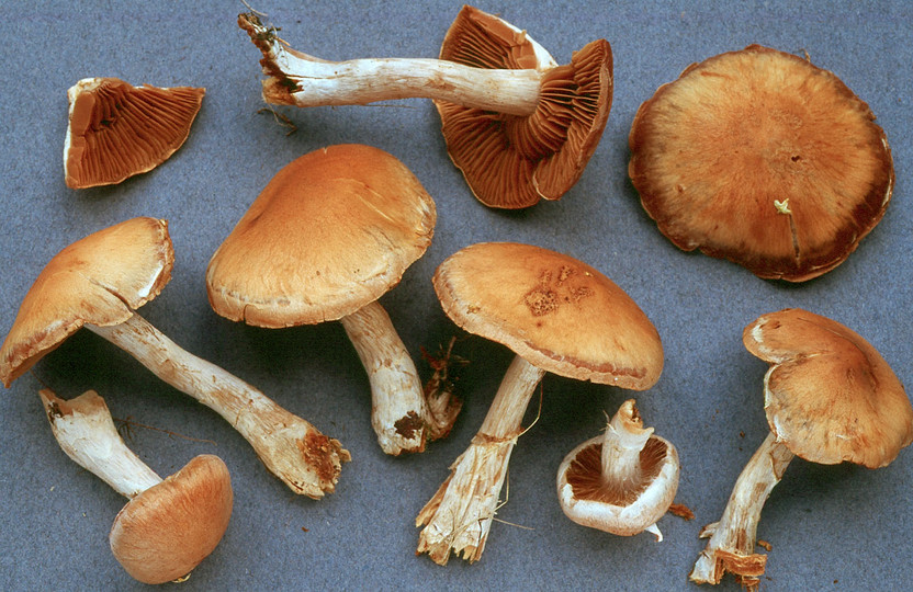 Cortinarius subbalustinus