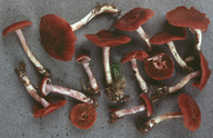 Cortinarius tortuosus