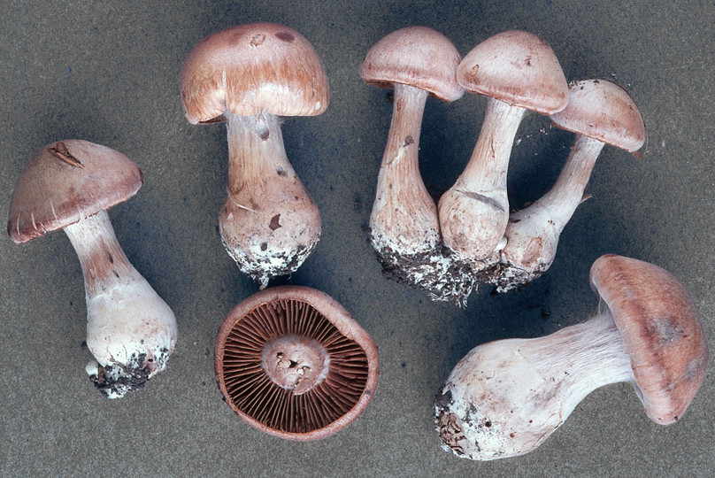 Cortinarius torvus