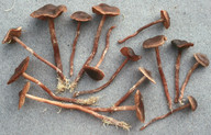 Cortinarius umbrinolens