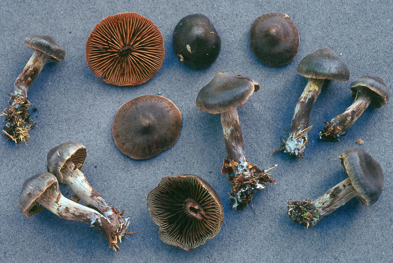 Cortinarius umbrinolens