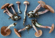 Cortinarius venustus