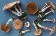 Cortinarius venustus