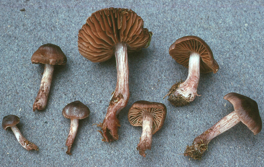 Cortinarius vernus