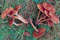 Cortinarius parvannulatus