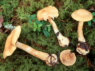 Cortinarius pinophilus