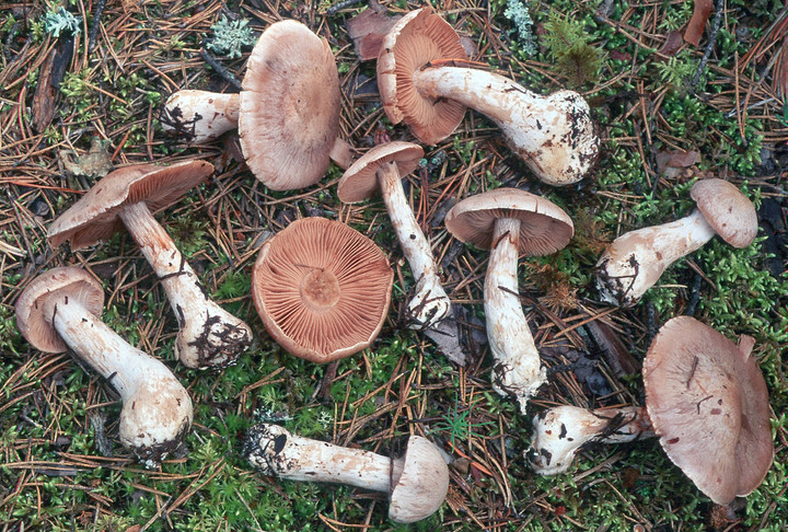 Cortinarius diosmus