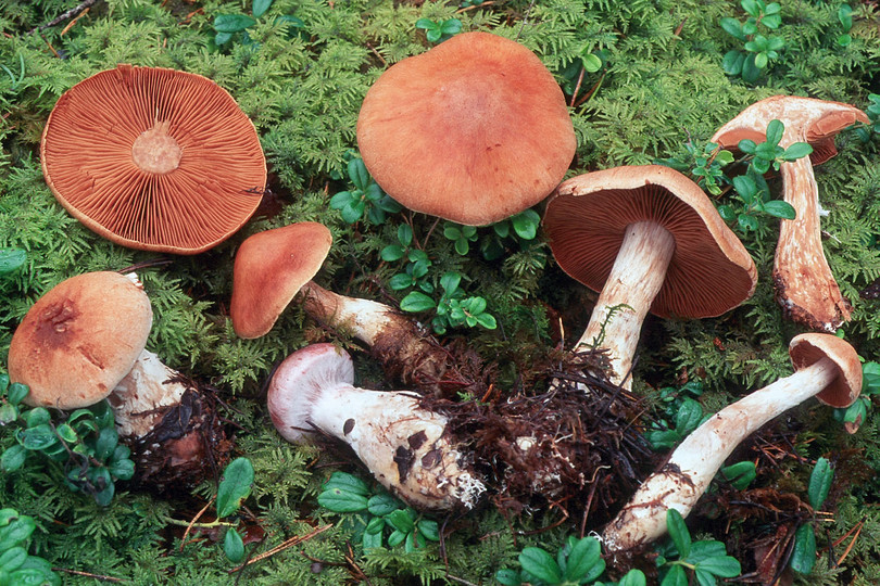 Cortinarius solis-occasus