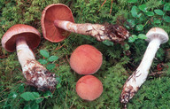 Cortinarius solis-occasus