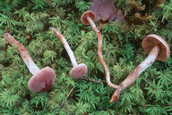 Cortinarius pilatii