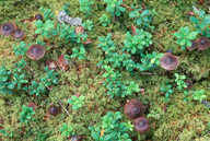 Cortinarius depressus