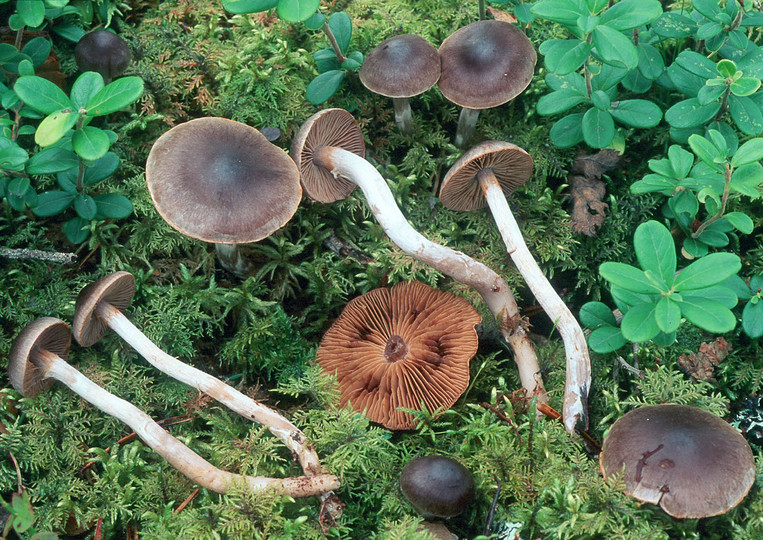 Cortinarius depressus