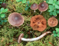 Cortinarius depressus