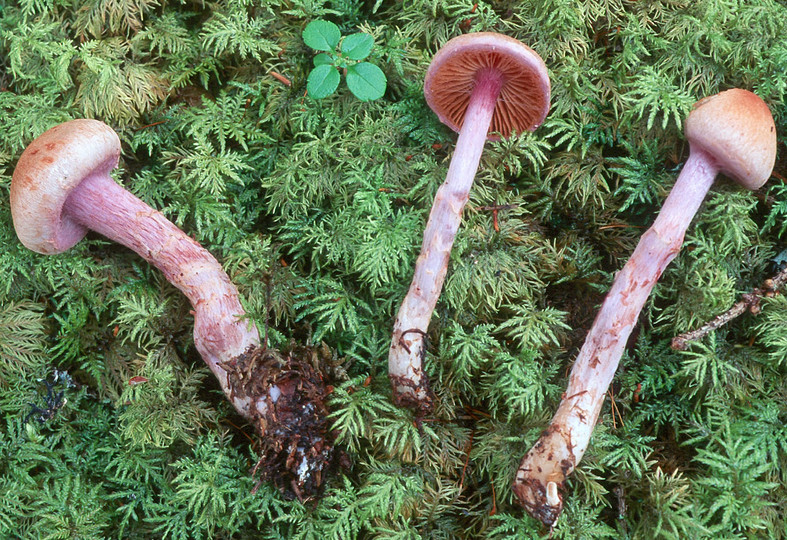 Cortinarius venustus