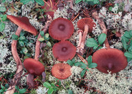 Cortinarius glandicolor