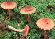 Cortinarius armillatus