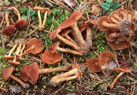 Cortinarius helobius