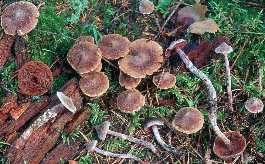 Cortinarius flexipes