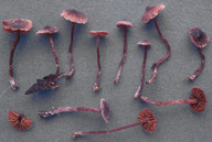 Cortinarius bibulus