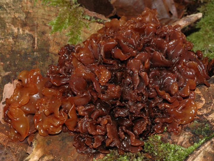 Tremella foliacea