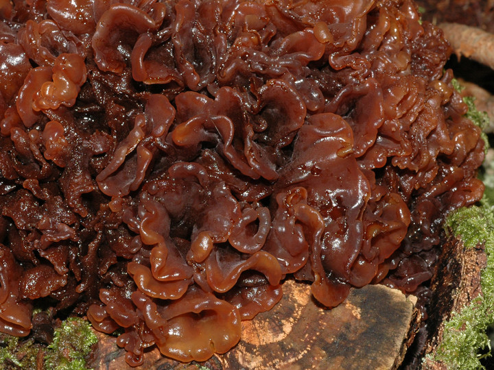 Tremella foliacea