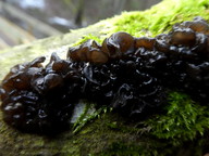 Tremella foliacea