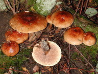 Tricholoma fulvum