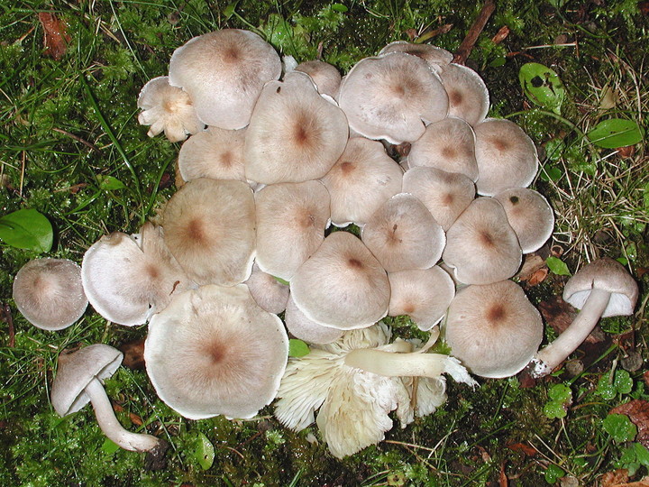 Tricholoma scalpturatum