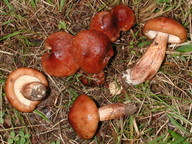 Tricholoma fulvum