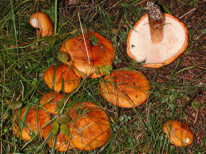 Tricholoma aurantium