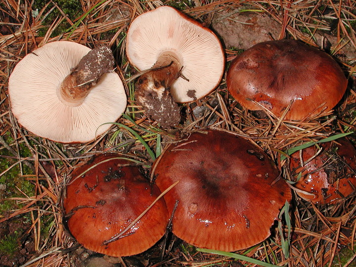 Tricholoma fracticum