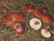 Tricholoma fracticum