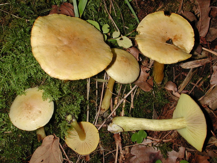 Tricholoma sulphureum