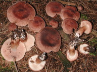 Tricholoma vaccinum