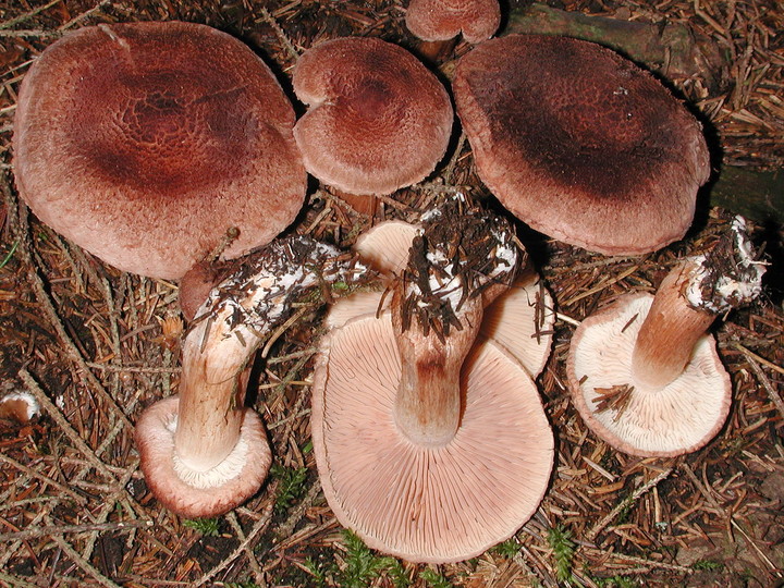 Tricholoma vaccinum