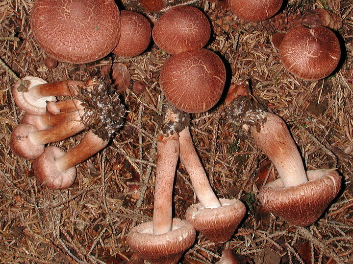 Tricholoma vaccinum